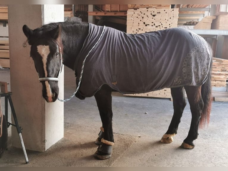 Nórico Caballo castrado 10 años 156 cm Negro in Waidhofen an der Ybbs