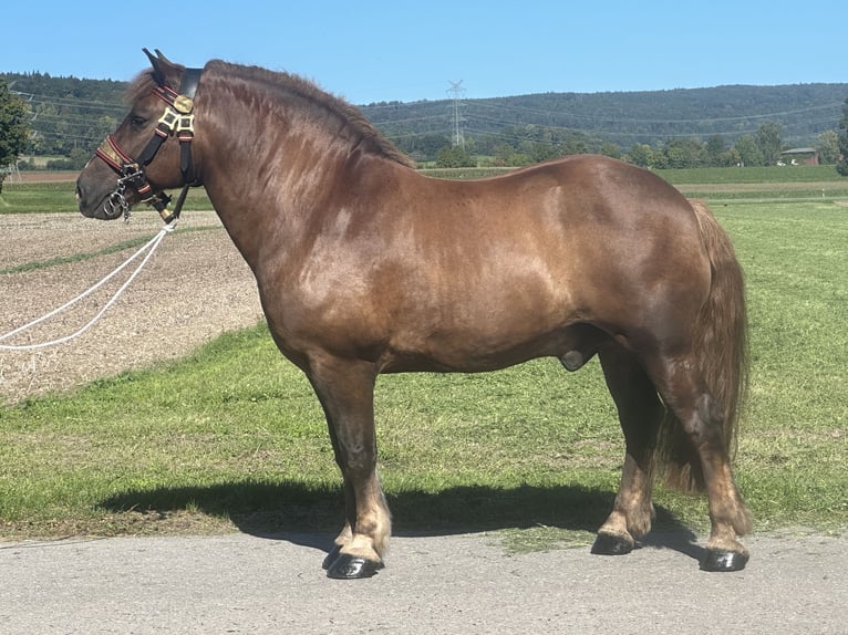 Nórico Caballo castrado 10 años 160 cm Alazán-tostado in Riedlingen