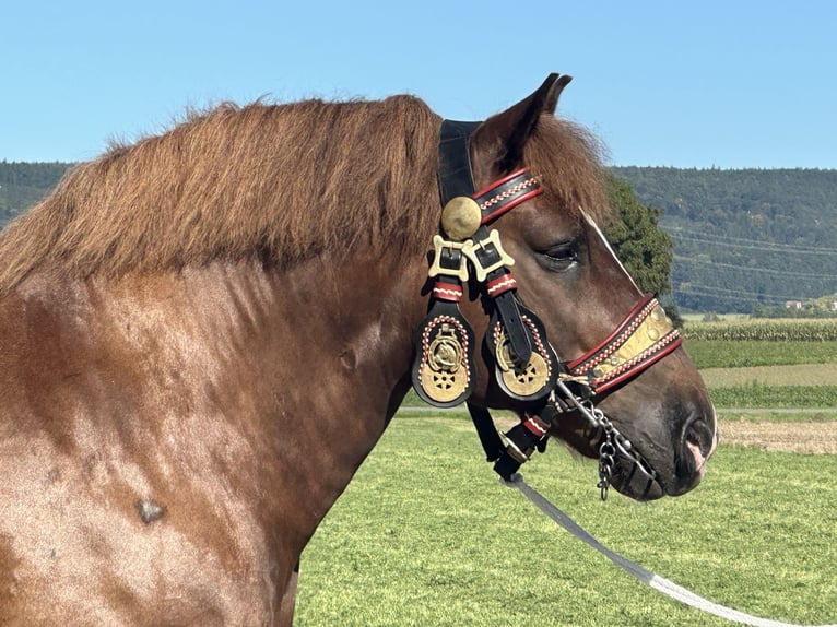Nórico Caballo castrado 10 años 160 cm Alazán-tostado in Riedlingen