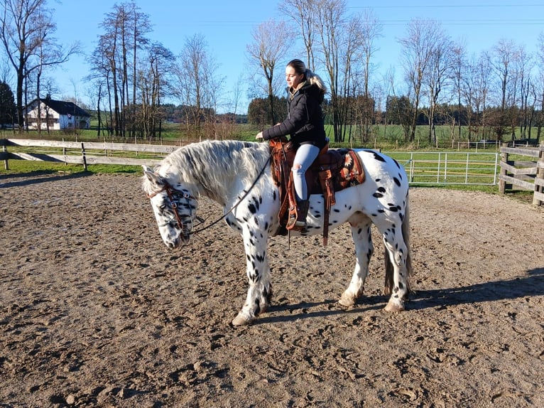 Nórico Caballo castrado 10 años 160 cm Atigrado/Moteado in St. Marienkirchen