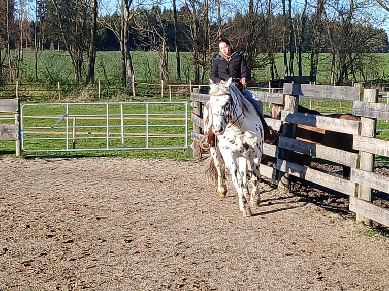 Nórico Caballo castrado 10 años 160 cm Atigrado/Moteado in St. Marienkirchen