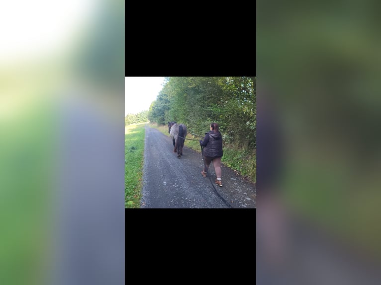 Nórico Caballo castrado 10 años 160 cm Porcelana in Dillenburg Nórico Caballo castrado 10 años 160 cm Porcelana in Dillenburg