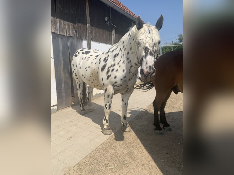 Nórico Caballo castrado 10 años 162 cm Atigrado/Moteado in Hohenfels