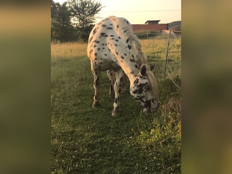 Nórico Caballo castrado 10 años 162 cm Atigrado/Moteado in Hohenfels