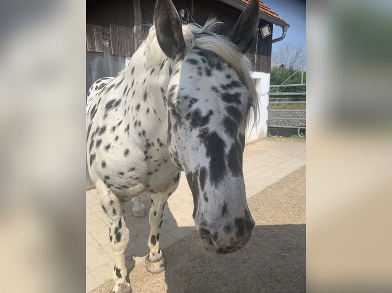 Nórico Caballo castrado 10 años 162 cm Atigrado/Moteado in Hohenfels