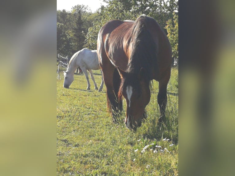 Nórico Caballo castrado 10 años 162 cm Castaño in Sarasdorf an der Leitha