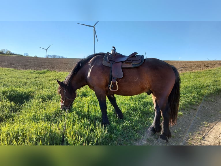 Nórico Caballo castrado 10 años 162 cm Castaño in Sarasdorf an der Leitha