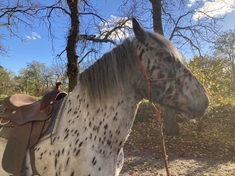 Nórico Caballo castrado 10 años 168 cm Atigrado/Moteado in Theras