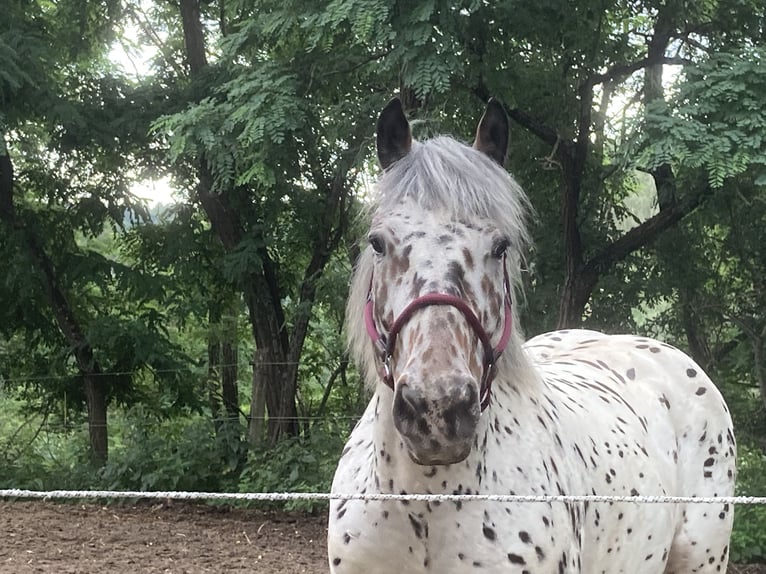 Nórico Caballo castrado 10 años 168 cm Atigrado/Moteado in Theras