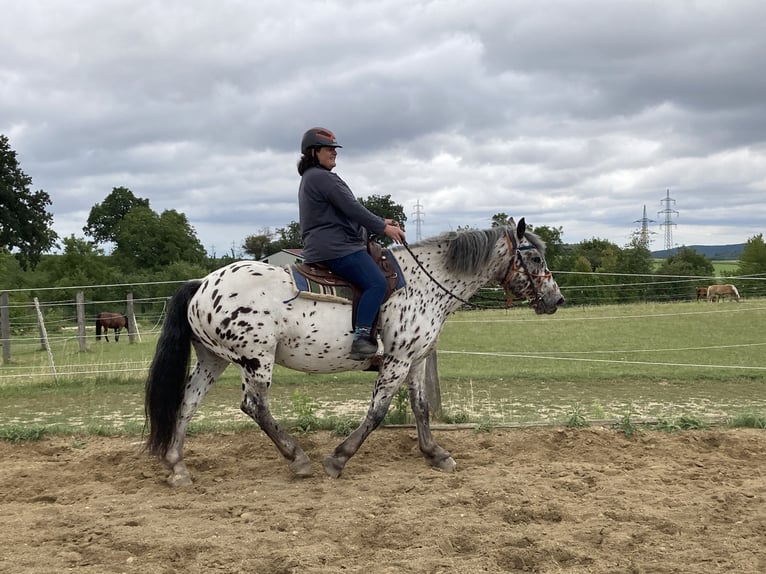 Nórico Caballo castrado 10 años 168 cm Atigrado/Moteado in Theras