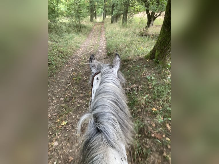 Nórico Caballo castrado 10 años 168 cm Atigrado/Moteado in Theras