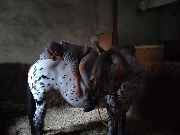 Nórico Caballo castrado 10 años 168 cm Atigrado/Moteado in Theras