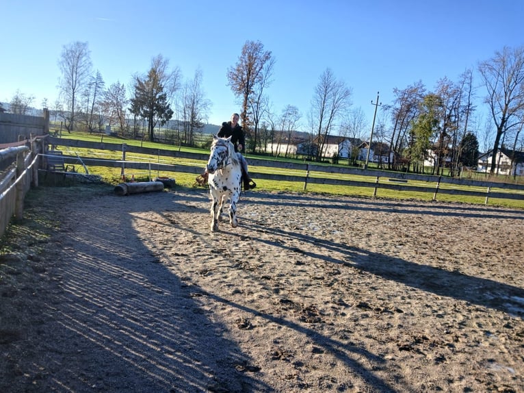 Nórico Caballo castrado 10 años Atigrado/Moteado in Bodenhofen