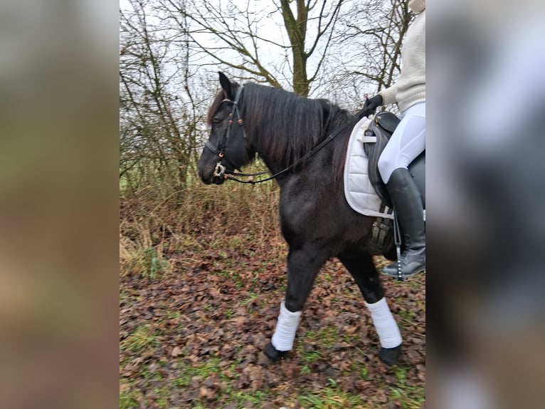 Nórico Caballo castrado 11 años 160 cm Negro in Issum