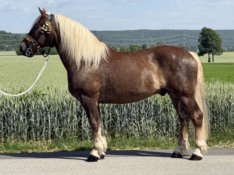 Nórico Caballo castrado 11 años 164 cm Alazán-tostado in Riedlingen