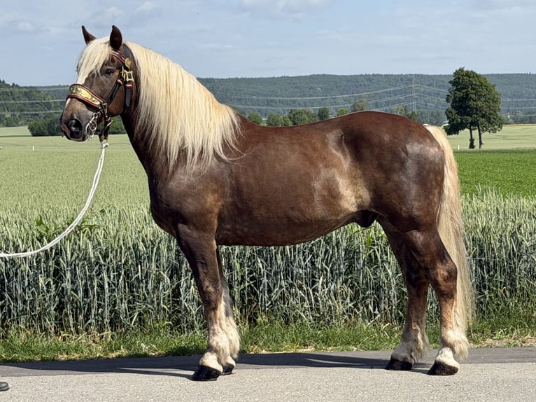 Nórico Caballo castrado 11 años 164 cm Alazán-tostado in Riedlingen