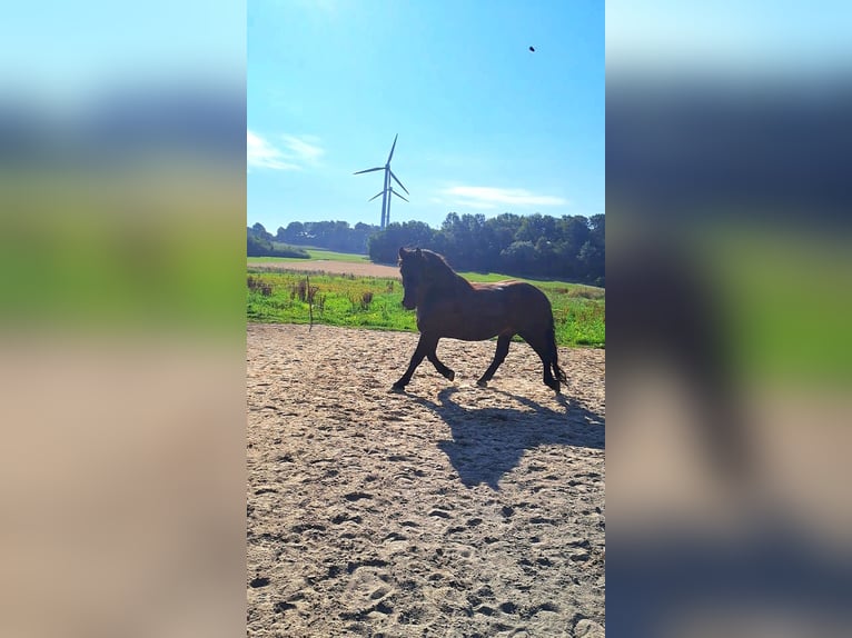 Nórico Caballo castrado 11 años 168 cm Castaño in Bad Endbach