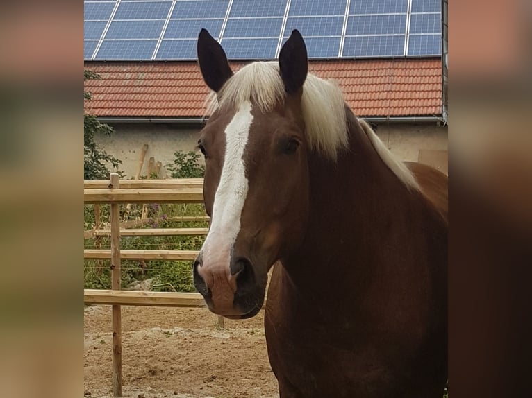 Nórico Caballo castrado 11 años Alazán-tostado in Langenburg