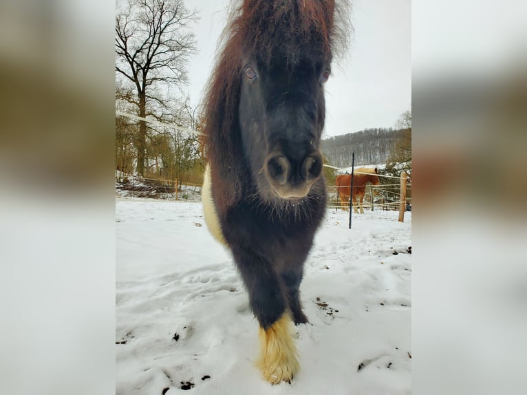Nórico Caballo castrado 11 años Alazán-tostado in Langenburg