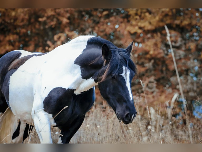 Nórico Caballo castrado 12 años 162 cm Pío in Rinchnach