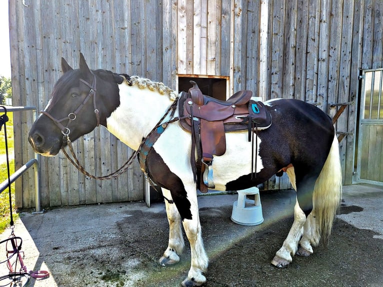Nórico Caballo castrado 12 años 162 cm Pío in Rinchnach
