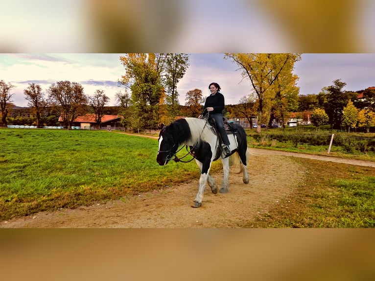 Nórico Caballo castrado 12 años 162 cm Pío in Rinchnach
