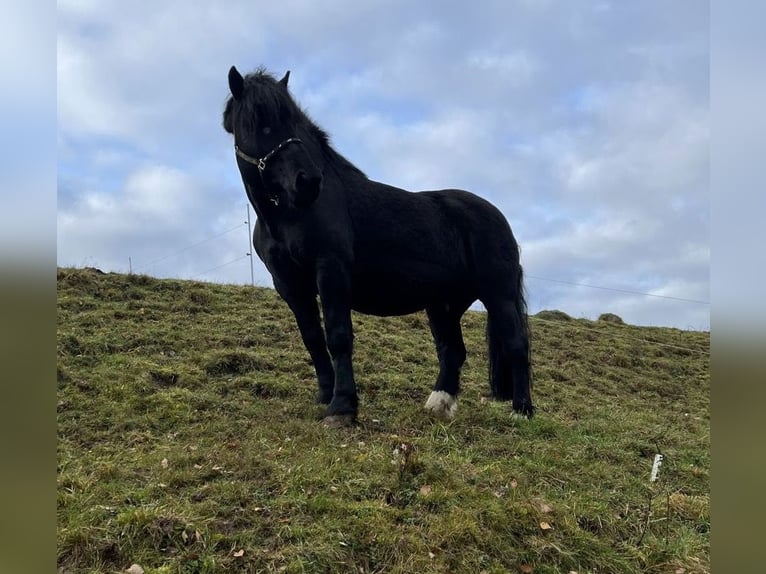 Nórico Caballo castrado 12 años 165 cm Negro in Haiger