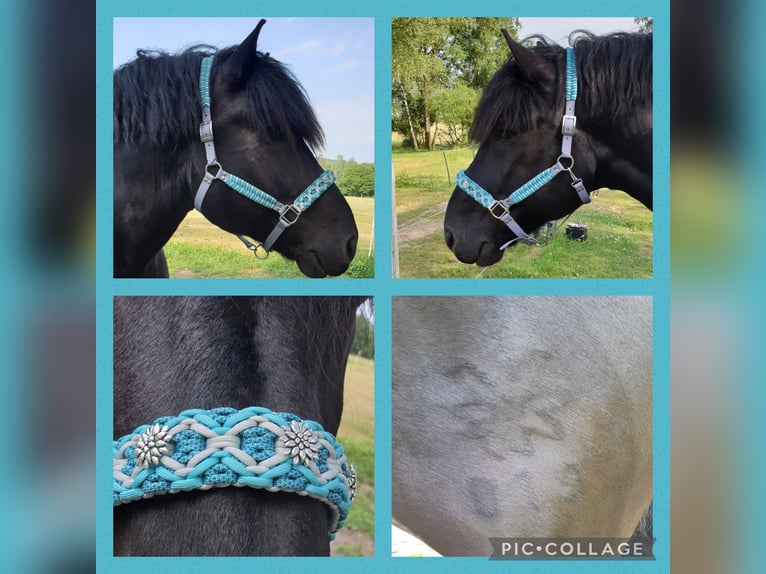 Nórico Caballo castrado 12 años 165 cm Negro in Haiger