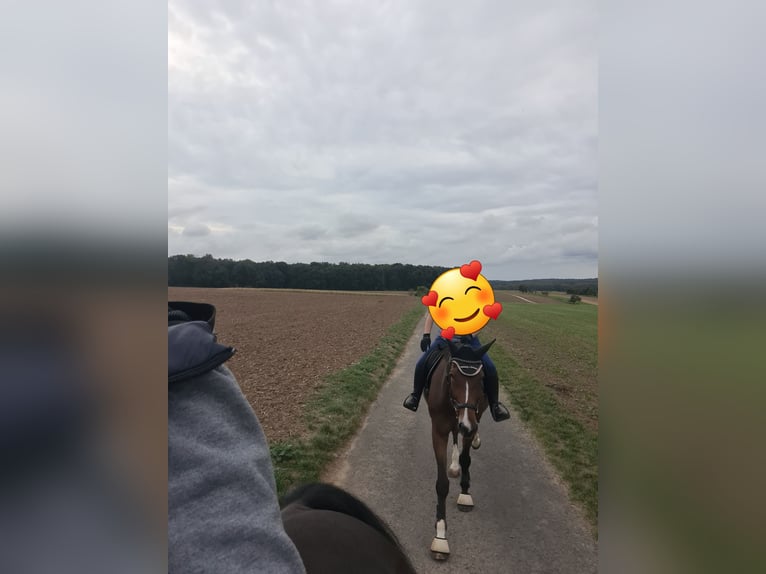 Nórico Caballo castrado 12 años in Altenstadt Engelthal