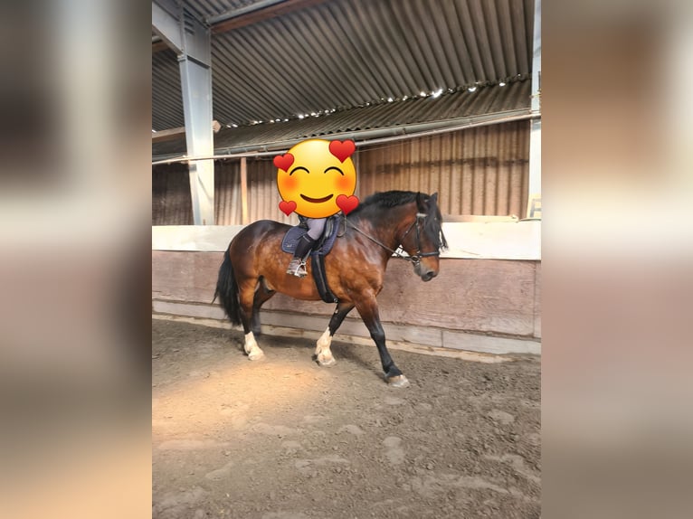 Nórico Caballo castrado 12 años in Altenstadt Engelthal