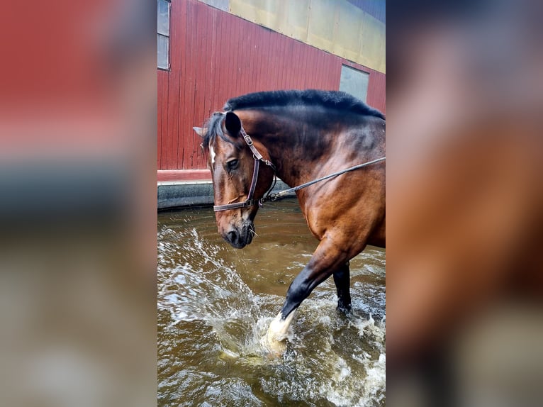 Nórico Caballo castrado 12 años in Altenstadt Engelthal