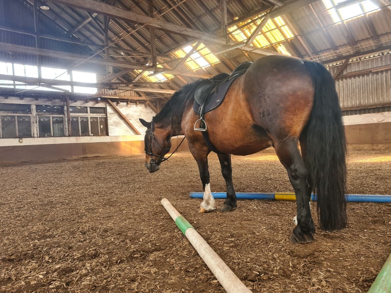 Nórico Caballo castrado 12 años in Altenstadt Engelthal