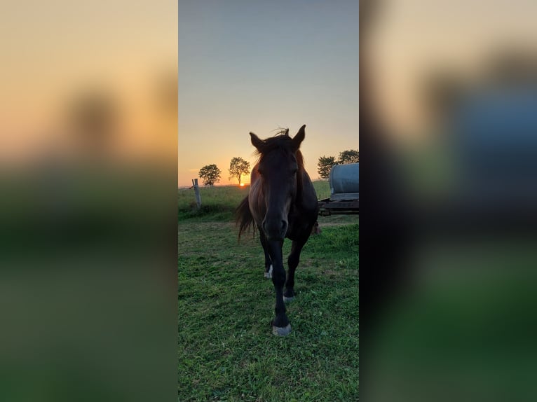 Nórico Caballo castrado 13 años 160 cm Negro in Gleichen