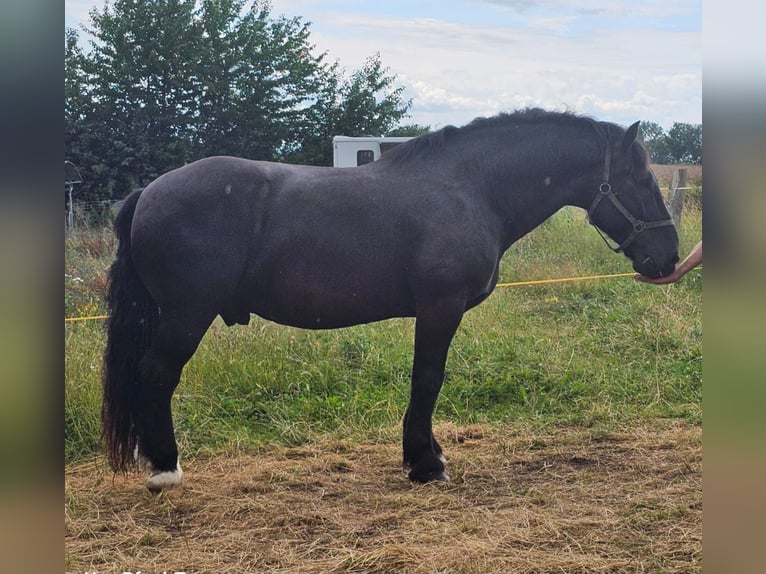 Nórico Caballo castrado 13 años 160 cm Negro in Gleichen