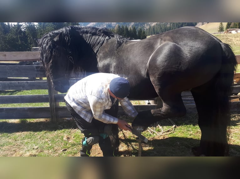 Nórico Caballo castrado 13 años 165 cm Negro in Obertilliach