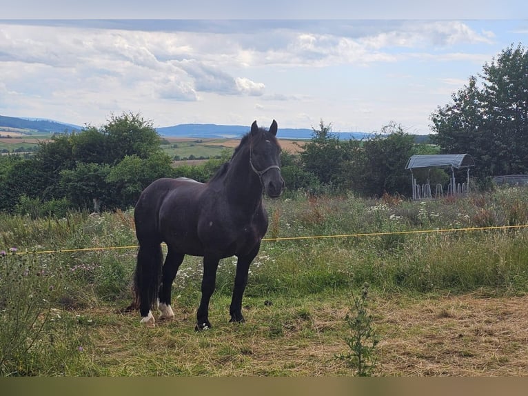 Nórico Caballo castrado 13 años 165 cm Negro in Gleichen Nórico Caballo castrado 13 años 165 cm Negro in Gleichen