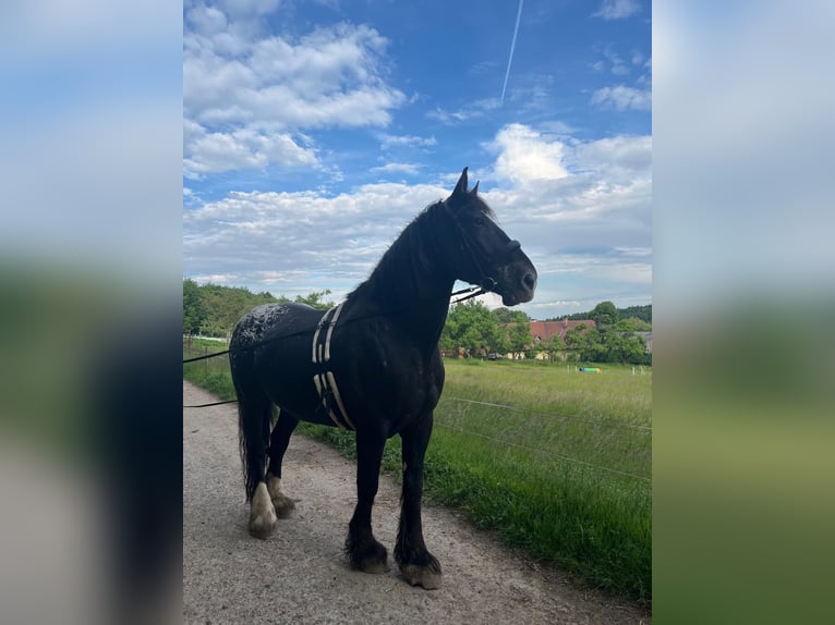 Nórico Mestizo Caballo castrado 13 años 182 cm Castaño in Heiligenkreuz