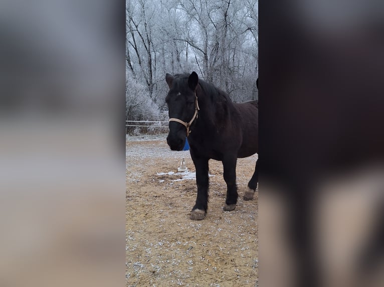 Nórico Caballo castrado 14 años 167 cm Negro in Achstetten