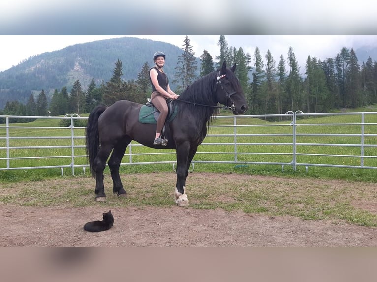 Nórico Caballo castrado 14 años 167 cm Negro in Obertilliach