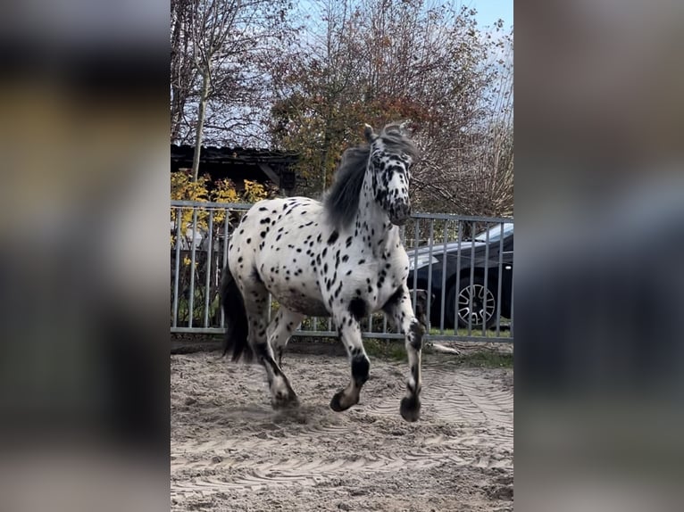 Nórico Caballo castrado 1 año 160 cm Atigrado/Moteado in Kockengen