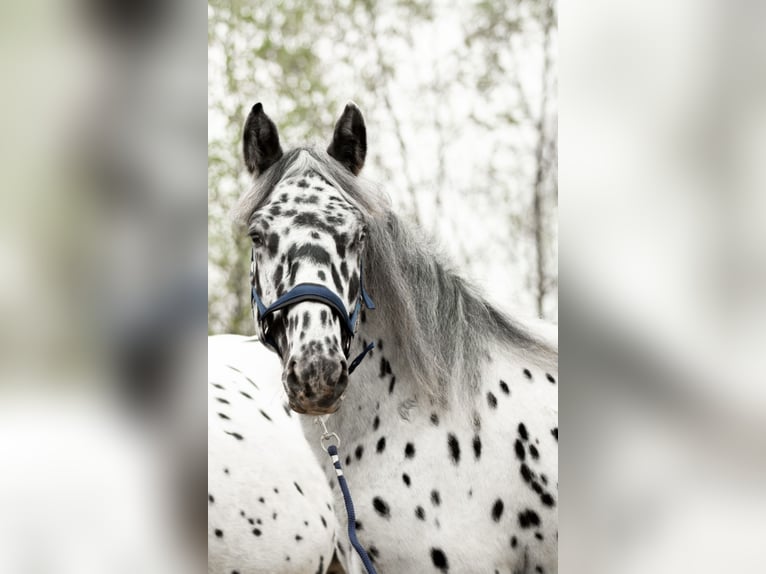 Nórico Caballo castrado 1 año 160 cm Atigrado/Moteado in Kockengen