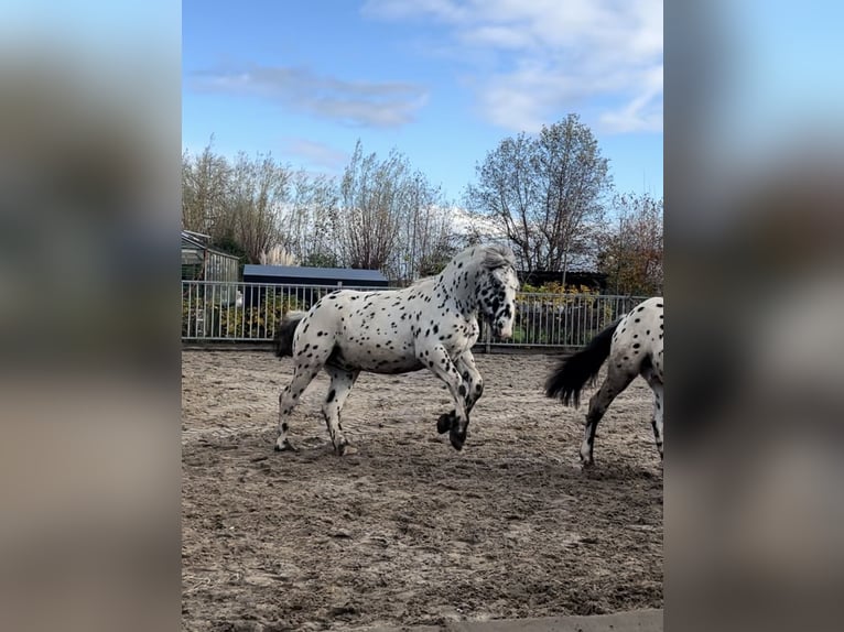 Nórico Caballo castrado 1 año 160 cm Atigrado/Moteado in Kockengen