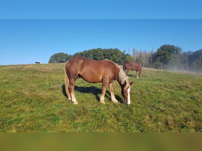 Nórico Caballo castrado 1 año Alazán-tostado in Wipperfürth