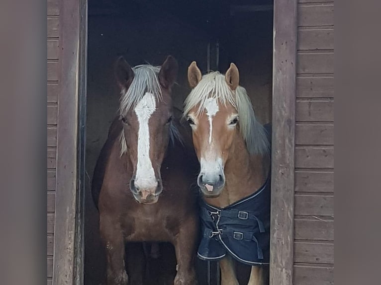 Nórico Caballo castrado 1 año Alazán-tostado in Wipperfürth