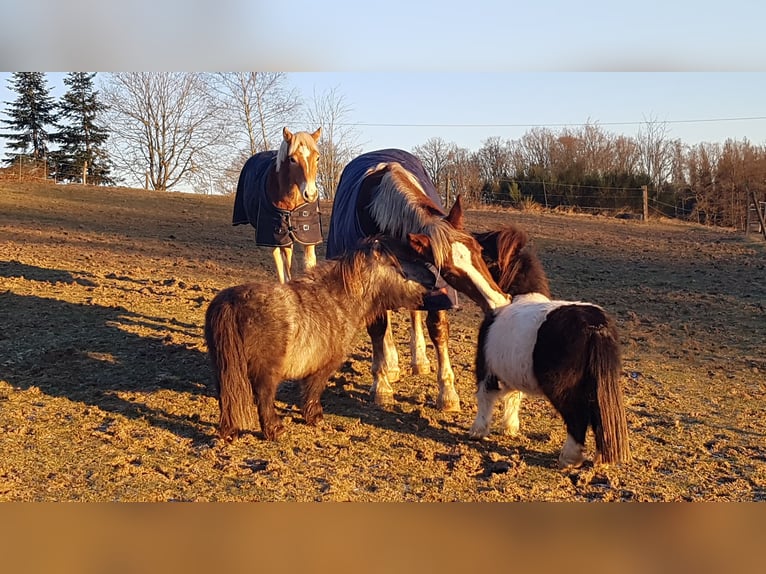 Nórico Caballo castrado 1 año Alazán-tostado in Wipperfürth