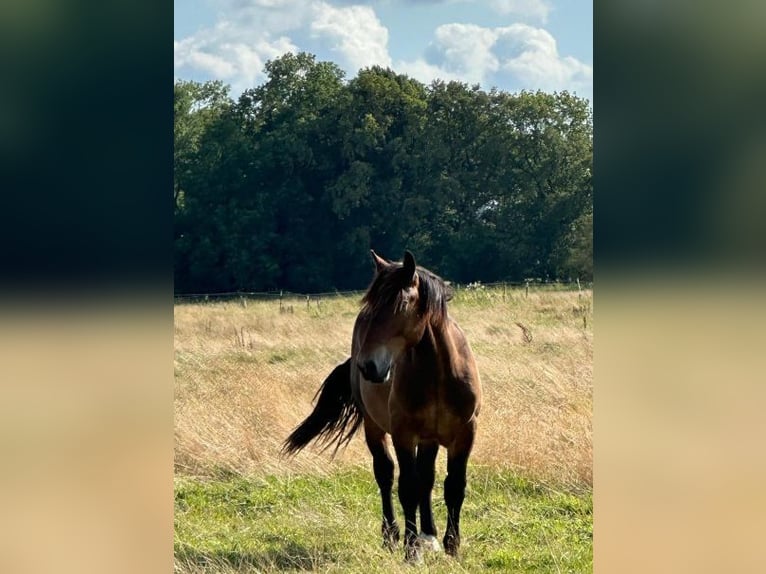 Nórico Caballo castrado 1 año Castaño in Wakendorf II