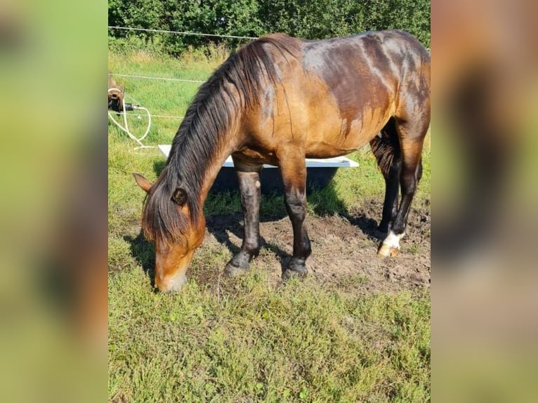 Nórico Caballo castrado 1 año Castaño in Wakendorf II