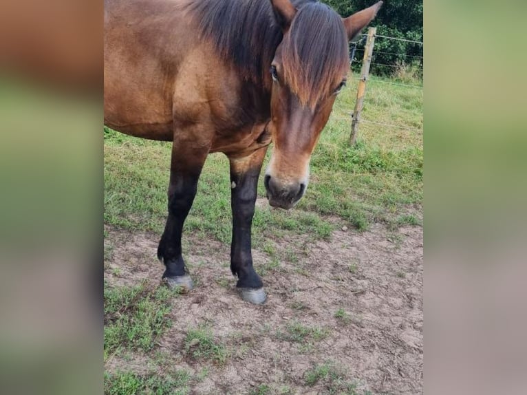 Nórico Caballo castrado 1 año Castaño in Wakendorf II