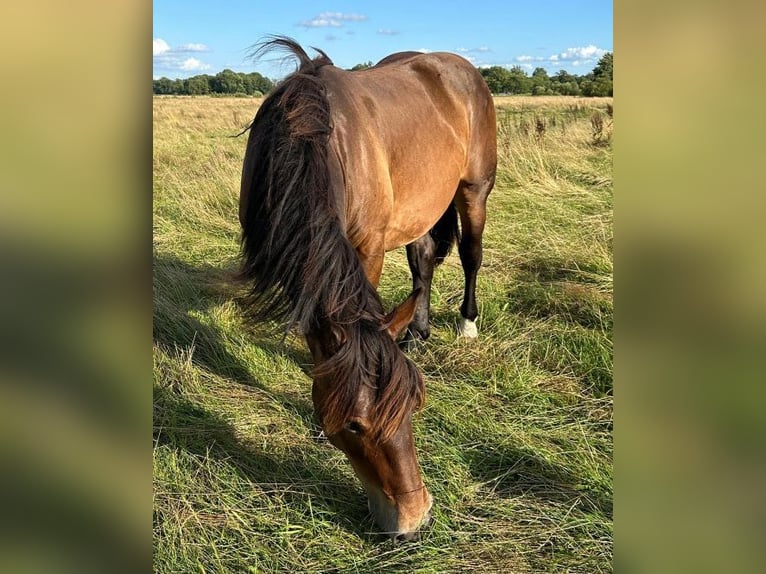 Nórico Caballo castrado 1 año Castaño in Wakendorf II