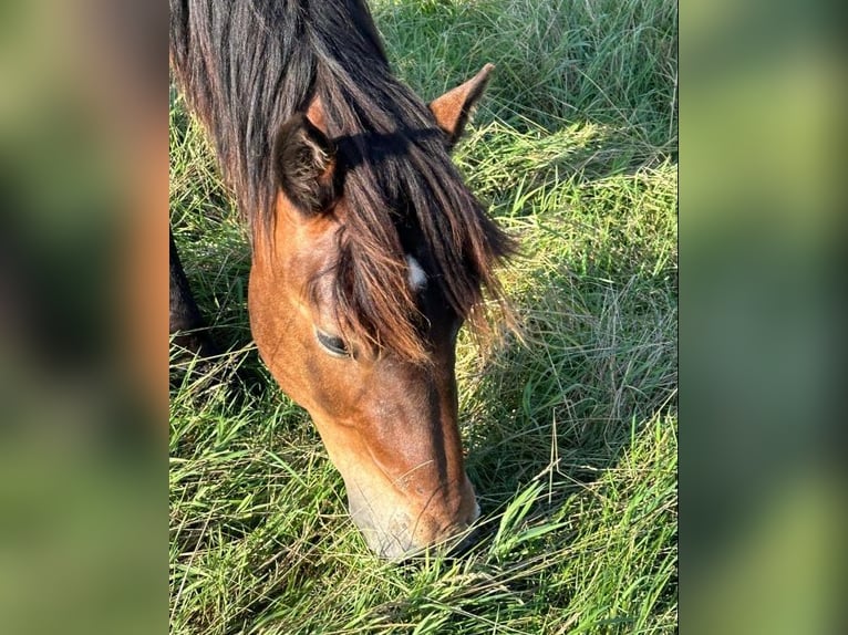 Nórico Caballo castrado 1 año Castaño in Wakendorf II